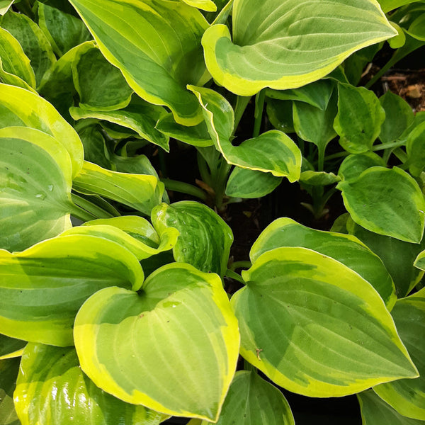 Hosta nakaiana 'Golden Tiara'