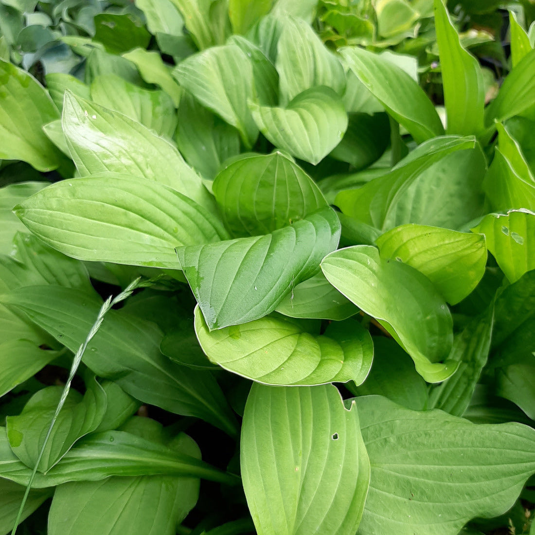 Hosta sieboldii Kleine Siebolds Herzlilie