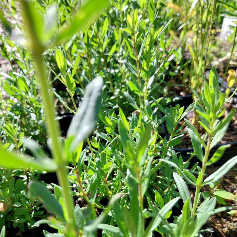 Hyssopus officinalis Apotheker-Ysop