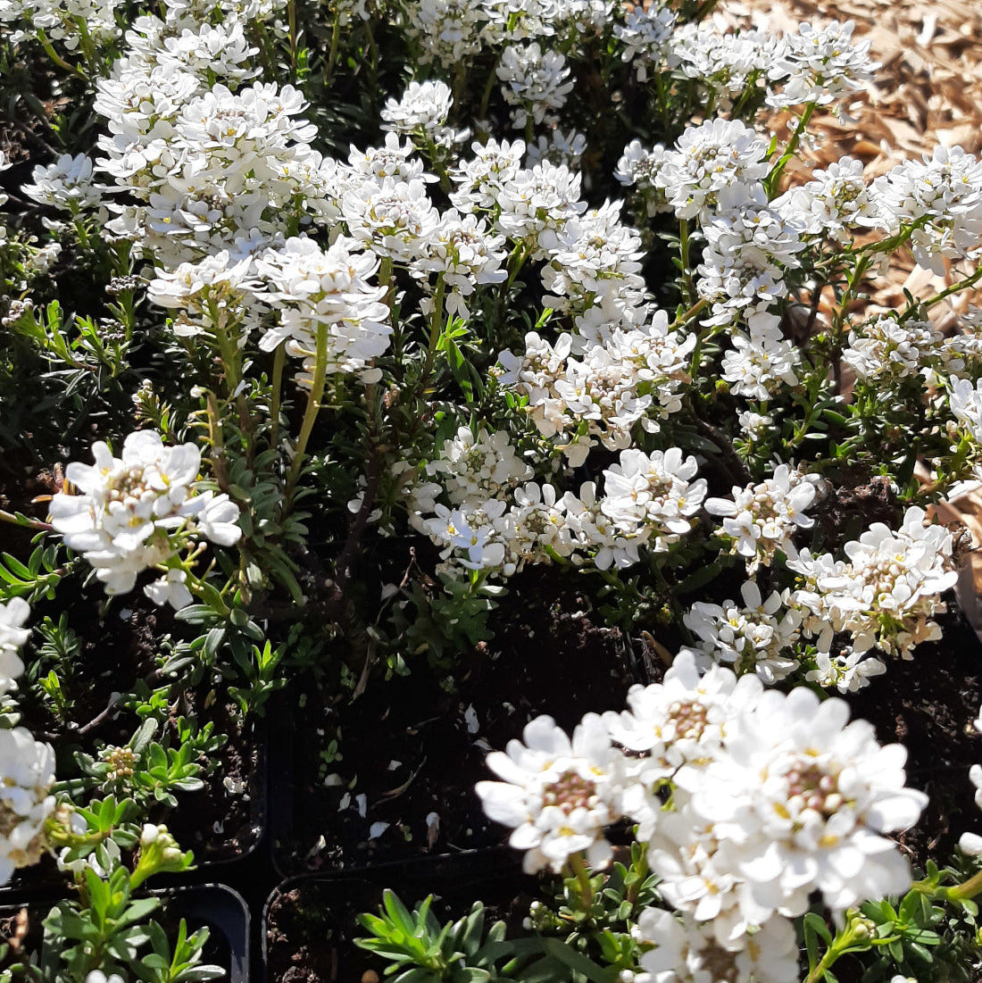 Iberis sempervirens 'Zwergschneeflocke' Immergrüne Schleifenblume in Blüte