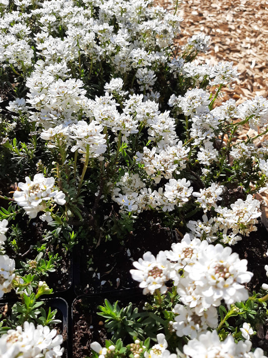 Iberis sempervirens 'Zwergschneeflocke' Immergrüne Schleifenblume in Blüte