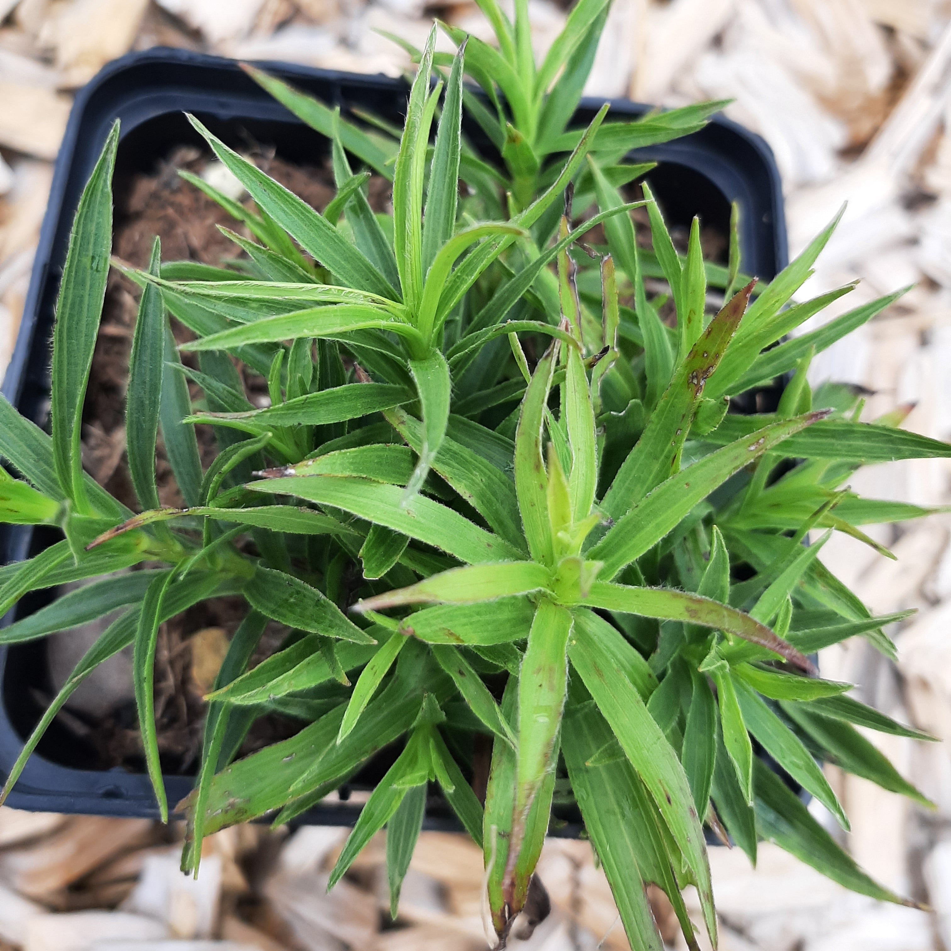 Inula ensifolia ‘Compacta’