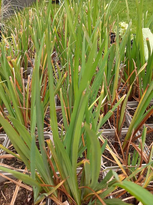 Iris ensata 'Topas' Sumpf -Schwertlilie