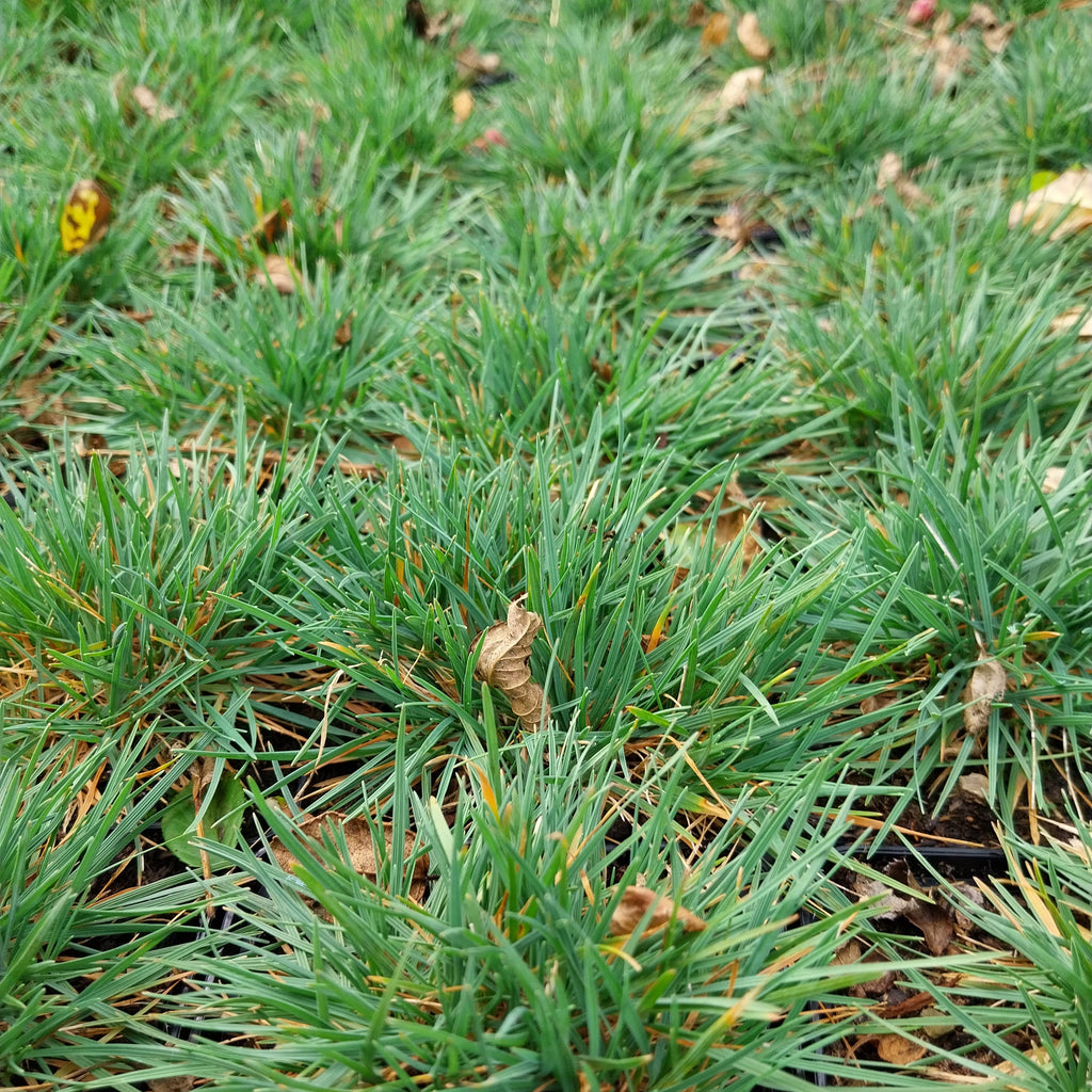 Koeleria glauca Blaugraues Schillergras