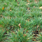 Koeleria glauca Blaugraues Schillergras