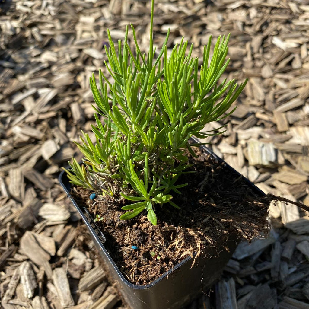 Lavandula angustifolia 'Blue Cushion'