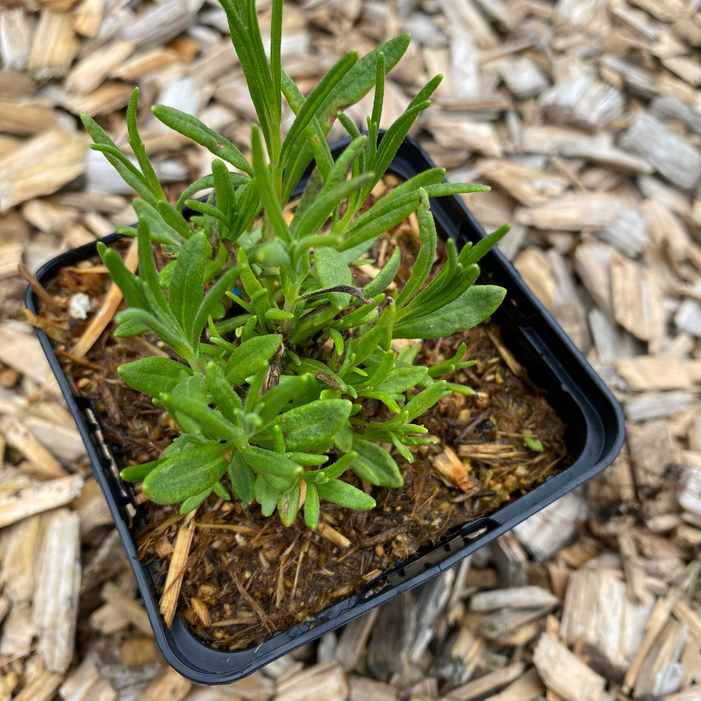 Lavandula angustifolia ‘Middachten’