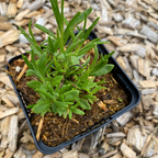 Lavandula angustifolia ‘Middachten’