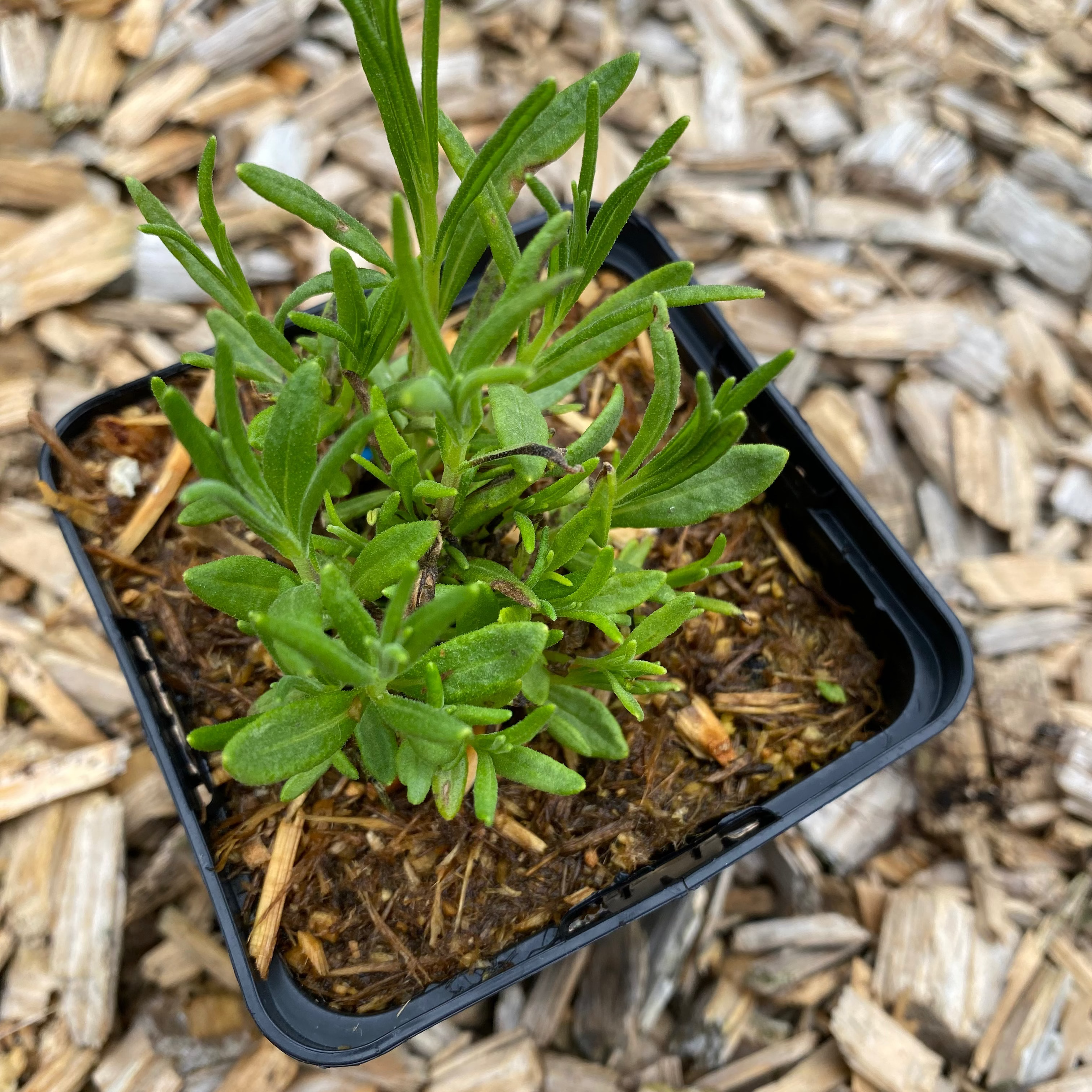 Lavandula angustifolia ‘Middachten’