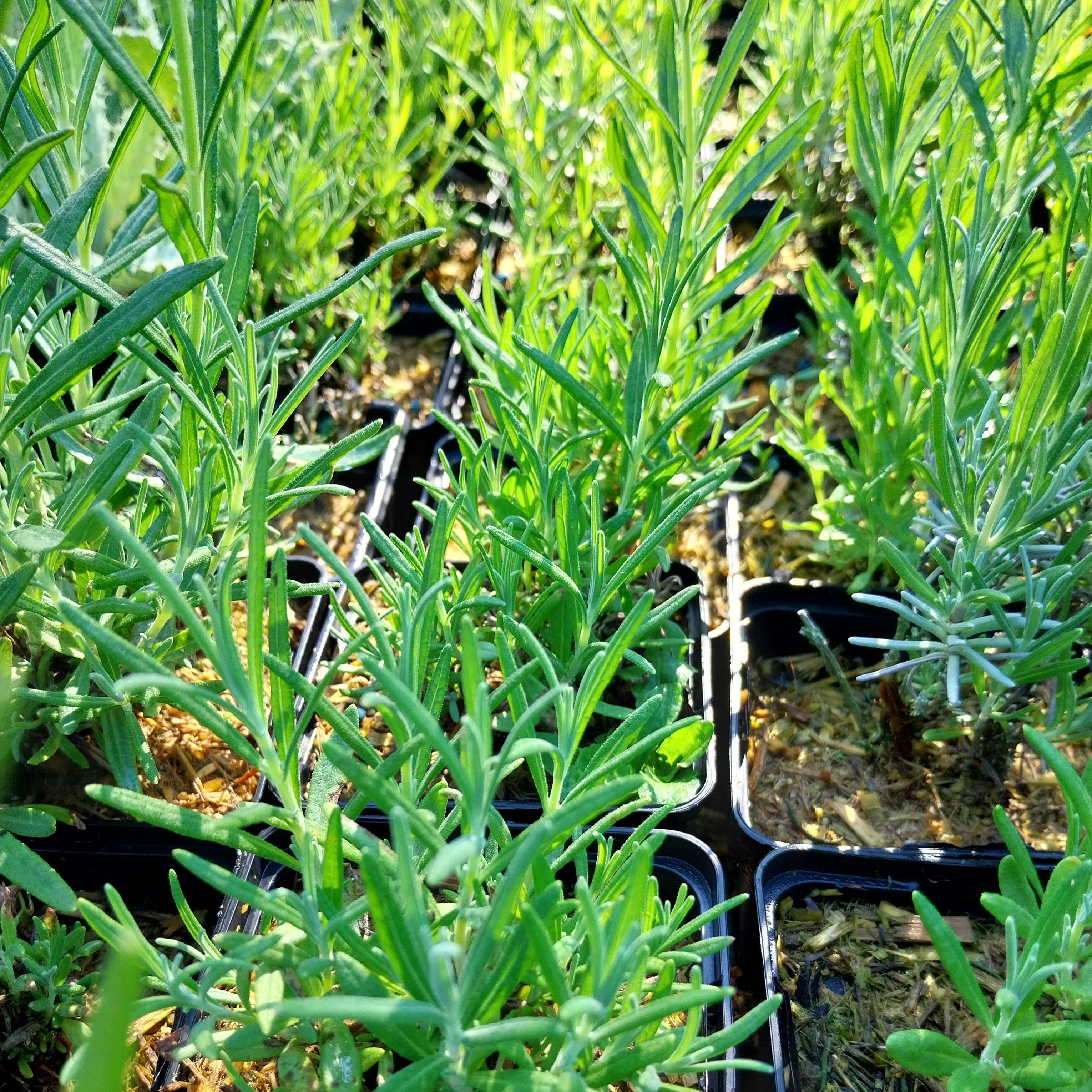 Lavandula angustifolia ‘Munstead’