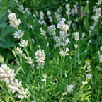 Lavandula angustifolia ‘Nana Alba’