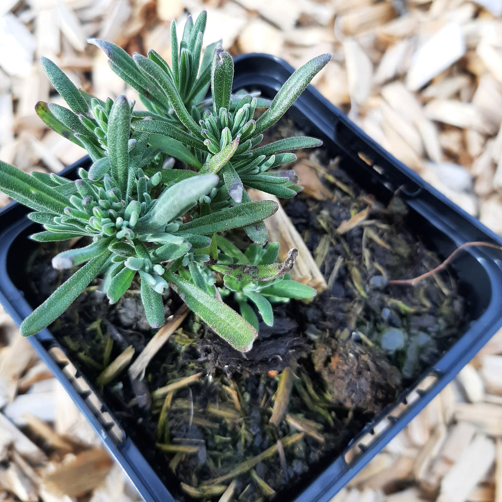 Lavandula angustifolia ‘Rosea’