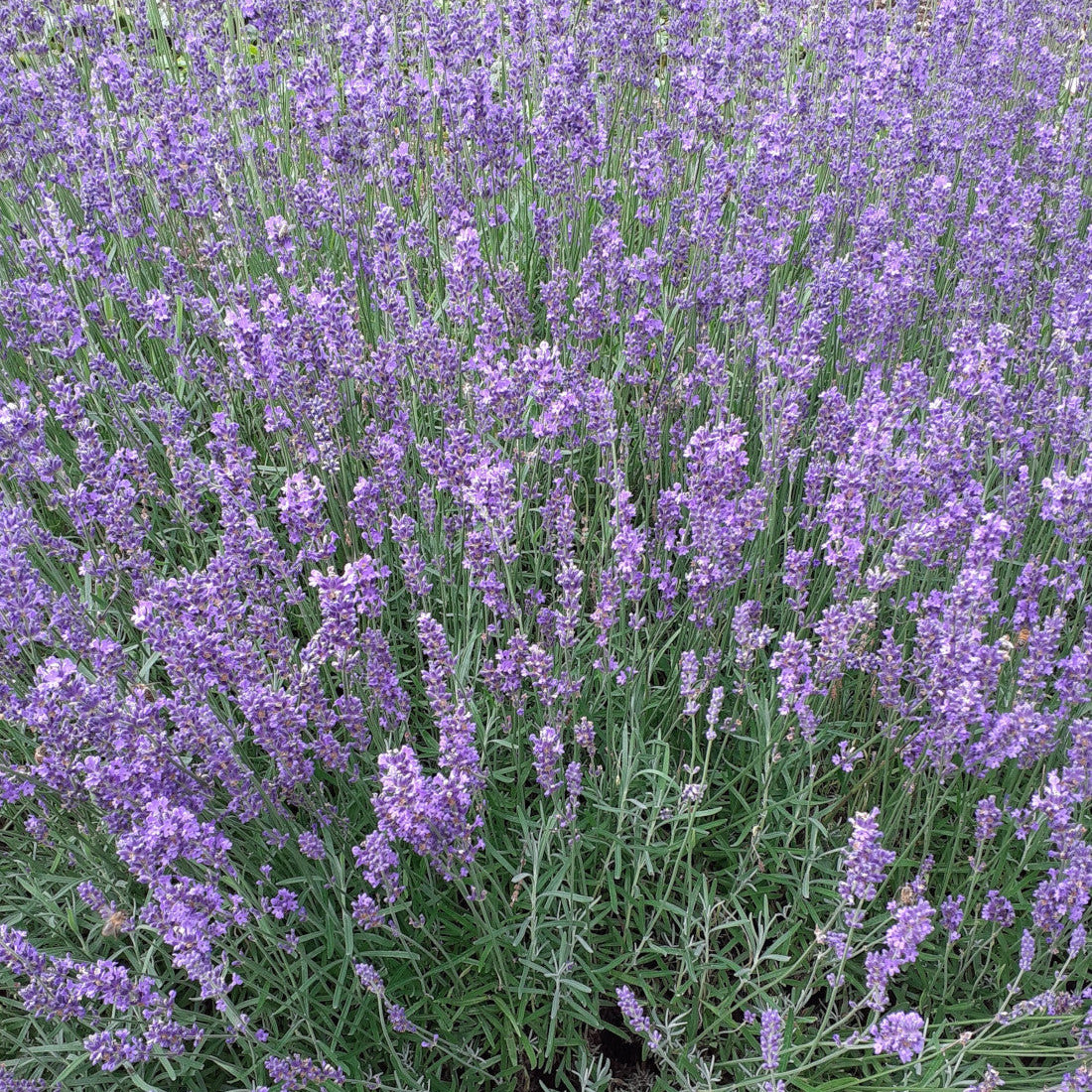 Lavendel Hidcote Superior