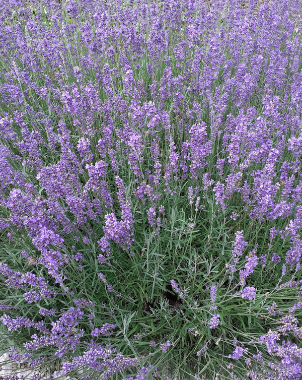 Lavandula angustifolia 'Hidcote Superior' Lavendel