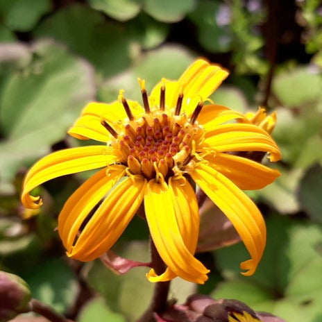 Ligularia dentata 'Moorblut'  Strauß- Goldkolben