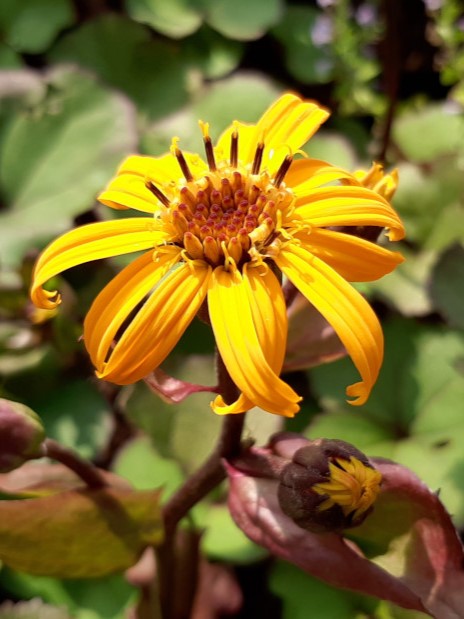 Ligularia dentata 'Moorblut'  Strauß- Goldkolben