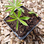 Lupinus polyphyllus 'Edelknabe'