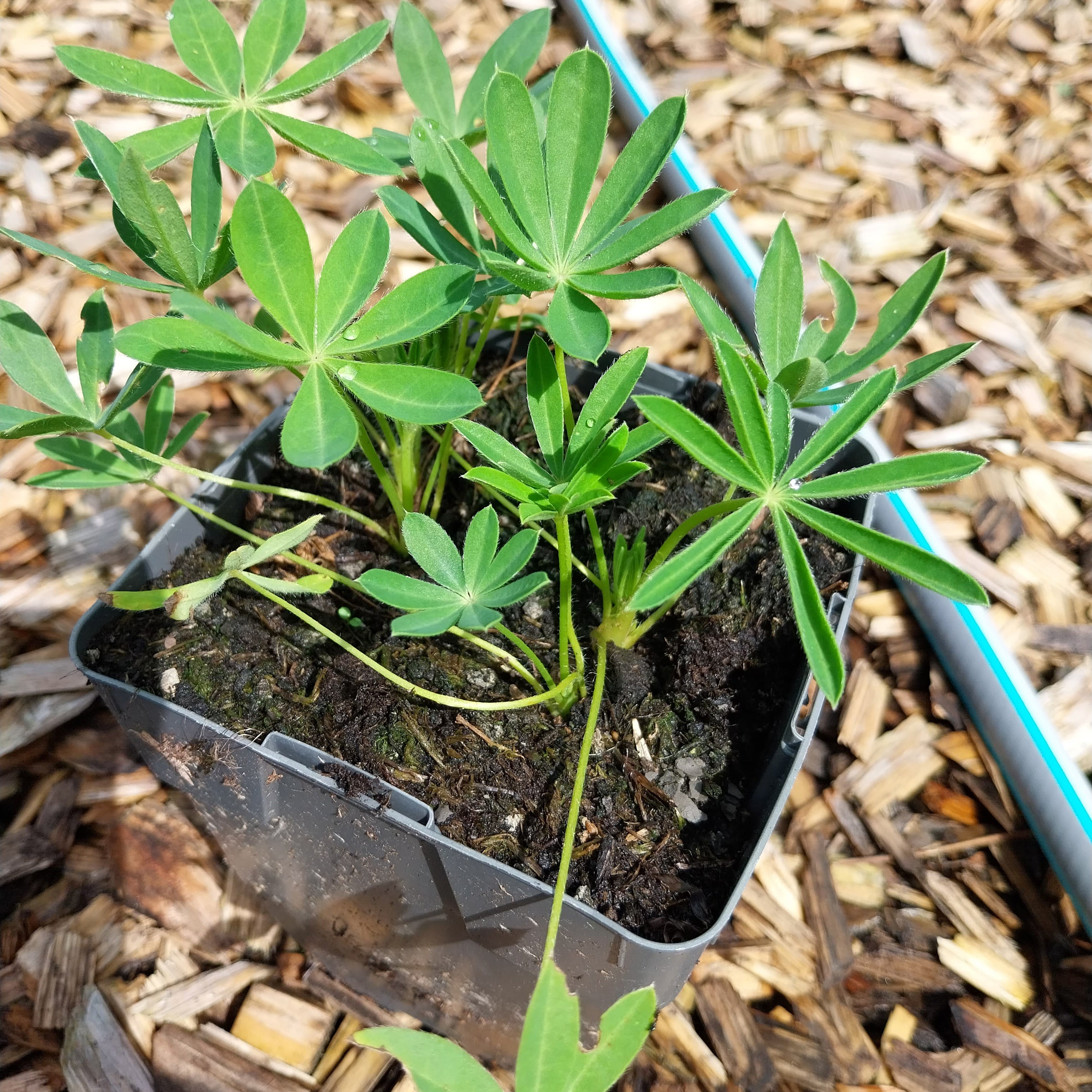 Lupinus polyphyllus 'Fräulein'