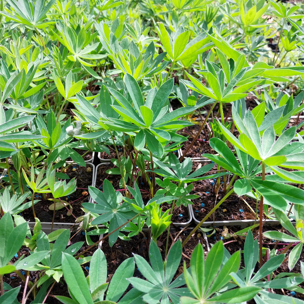 Lupinus polyphyllus ‘Schloßfrau’ Lupine