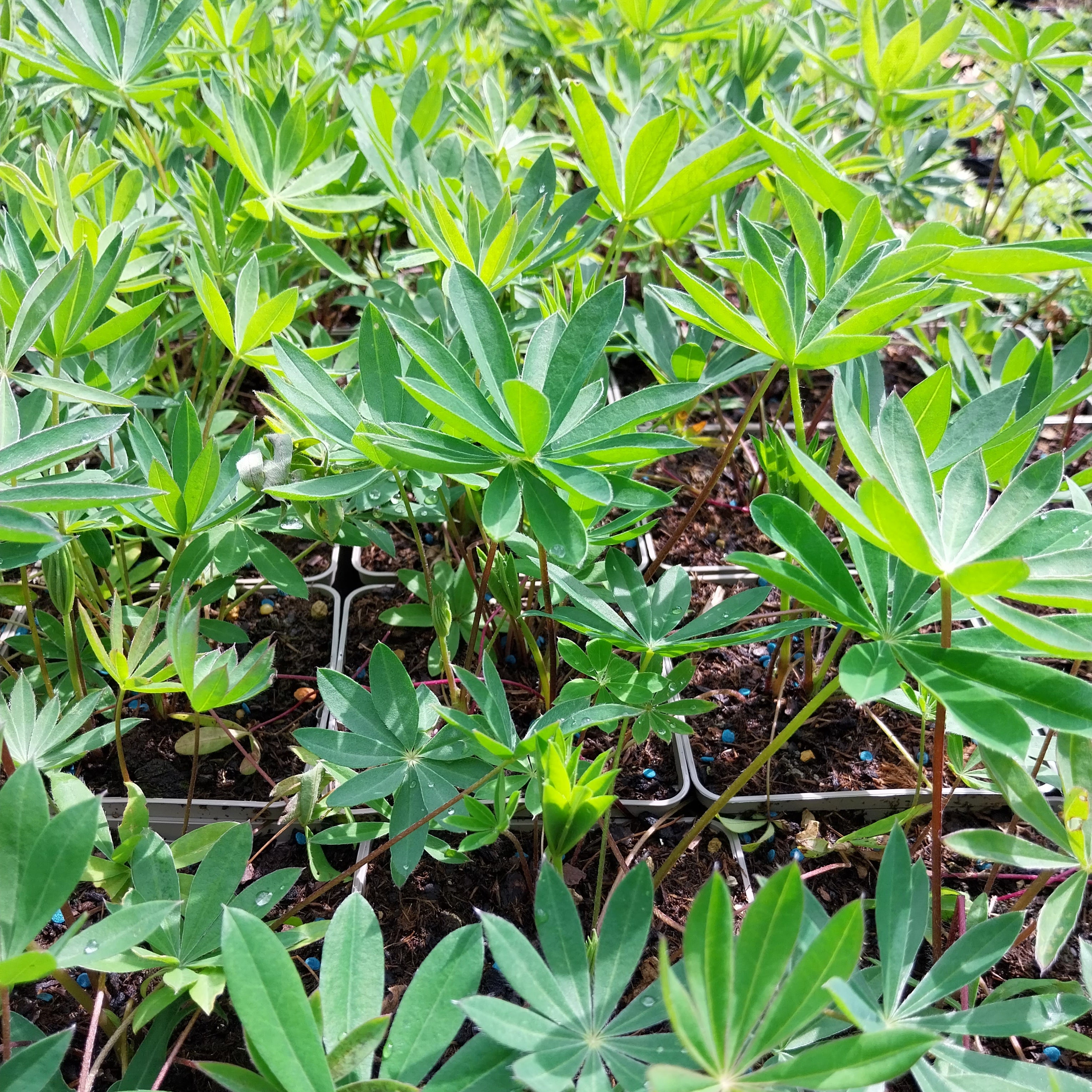 Lupinus polyphyllus ‘Schloßfrau’ Lupine