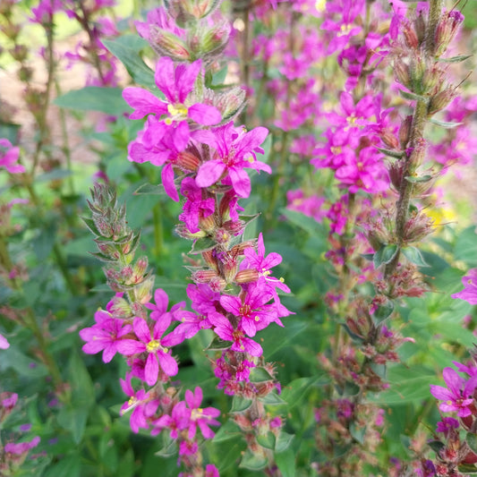 Lythrum salicaria Blut-Weiderich