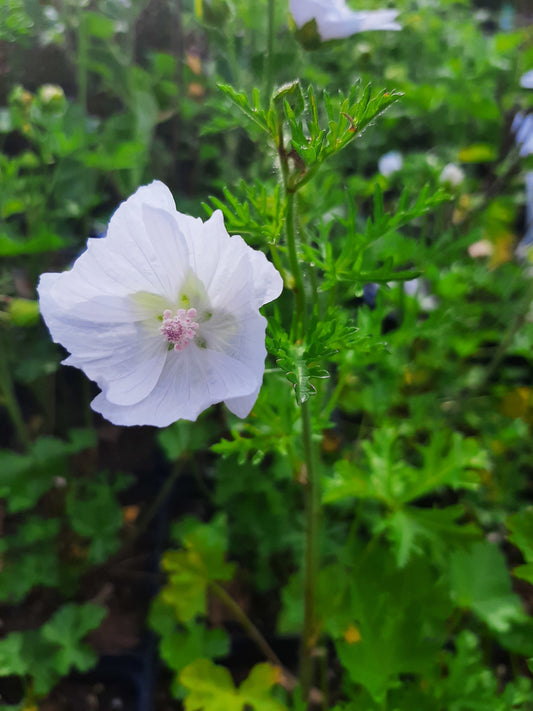 Malva moschata 'Alba' Moschus-Malve