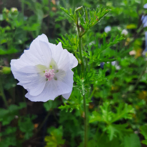 Malva moschata ‘Alba’