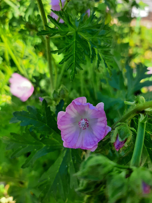 Malva moschata 'Rosea' Moschus-Malve