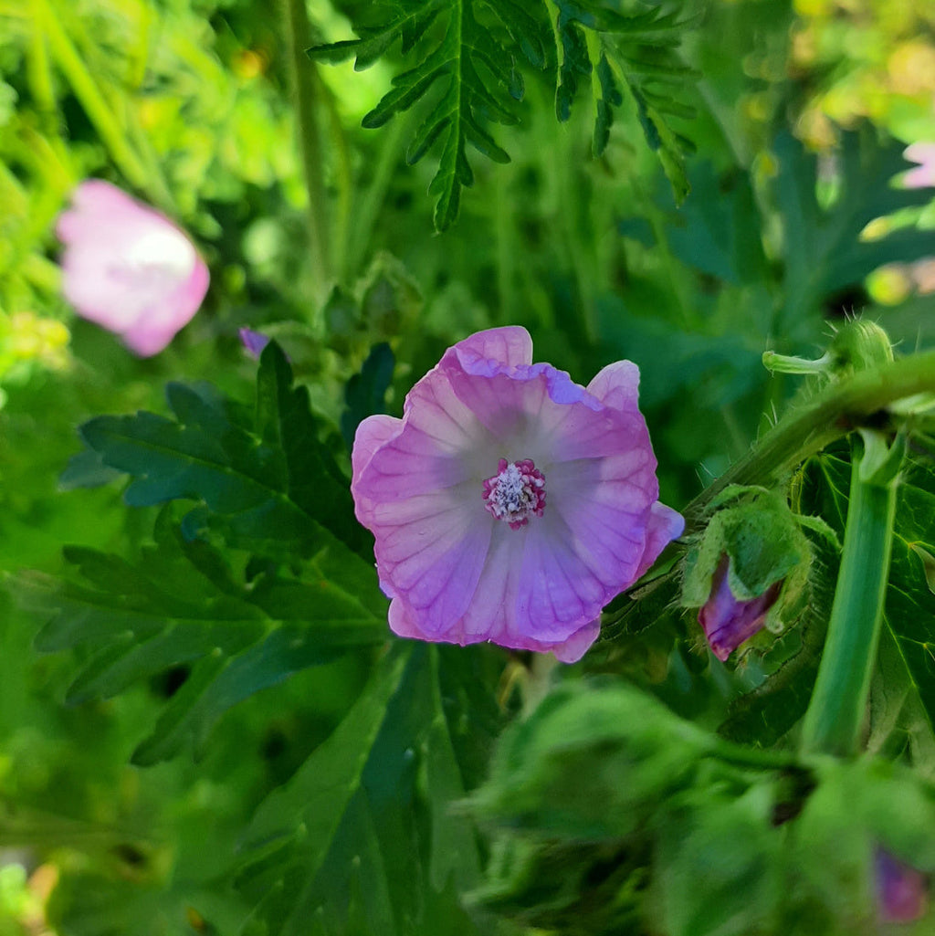 Malva moschata ‘Rosea’