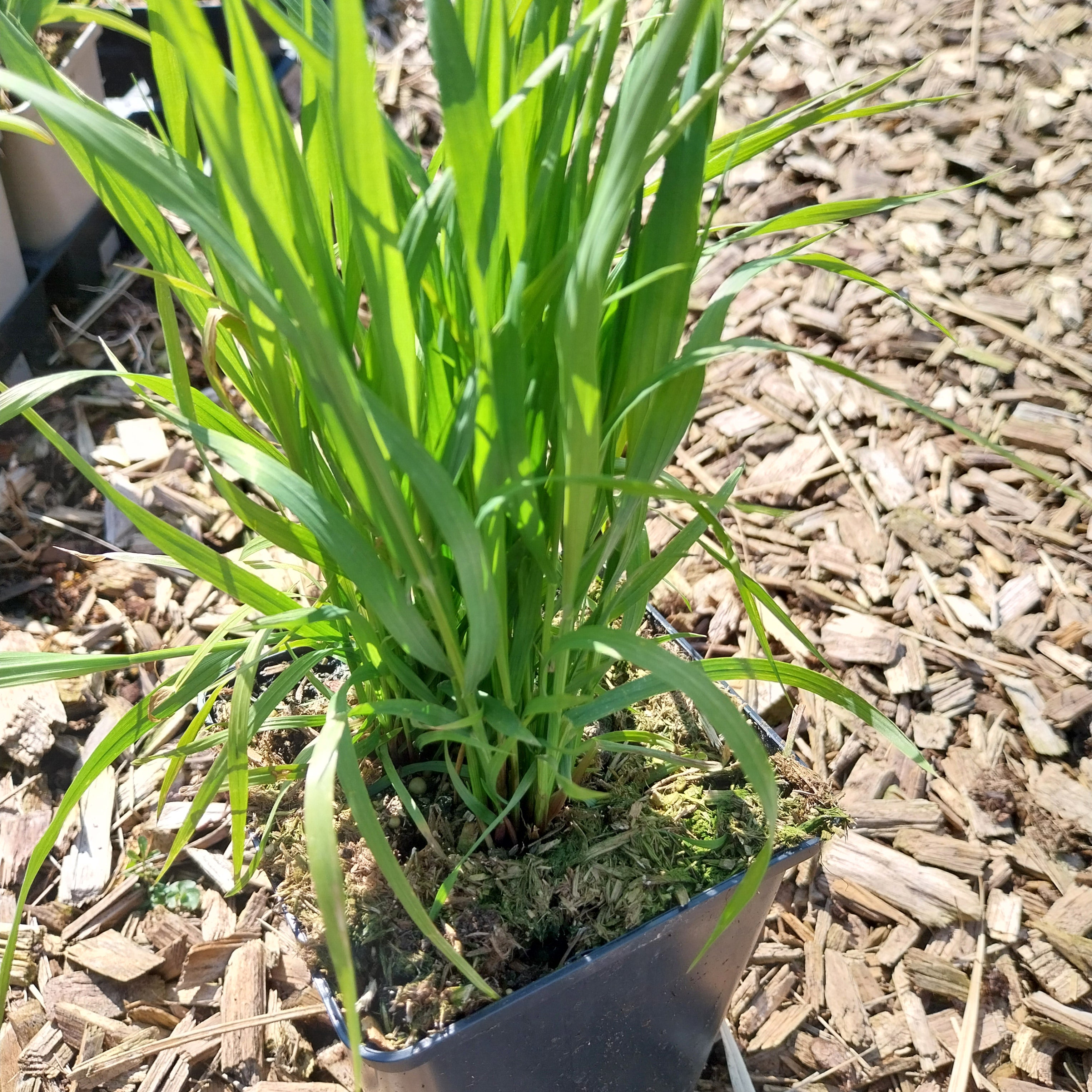 Melica altissima var. atropurpurea