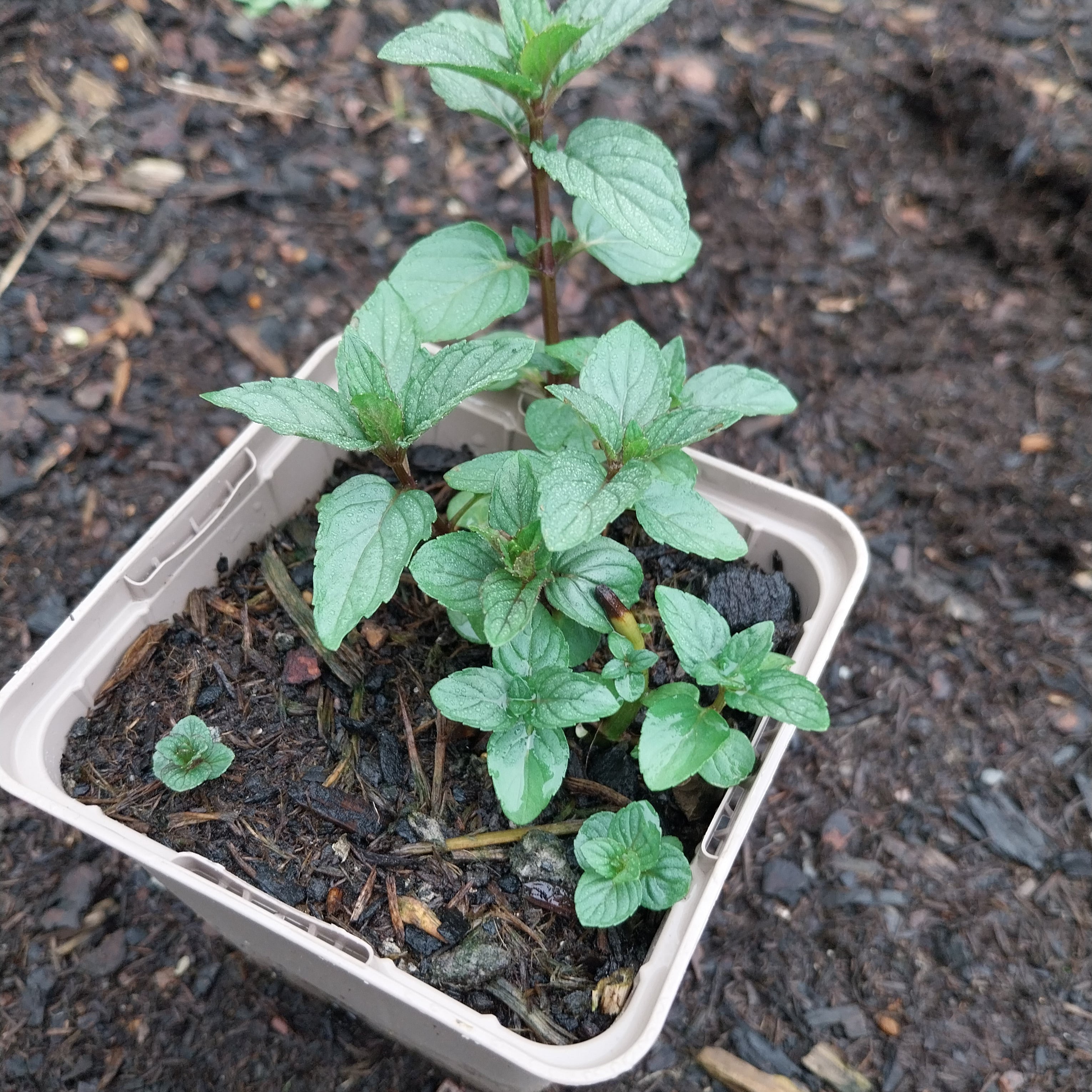 Mentha × piperita ‘Chocolate’