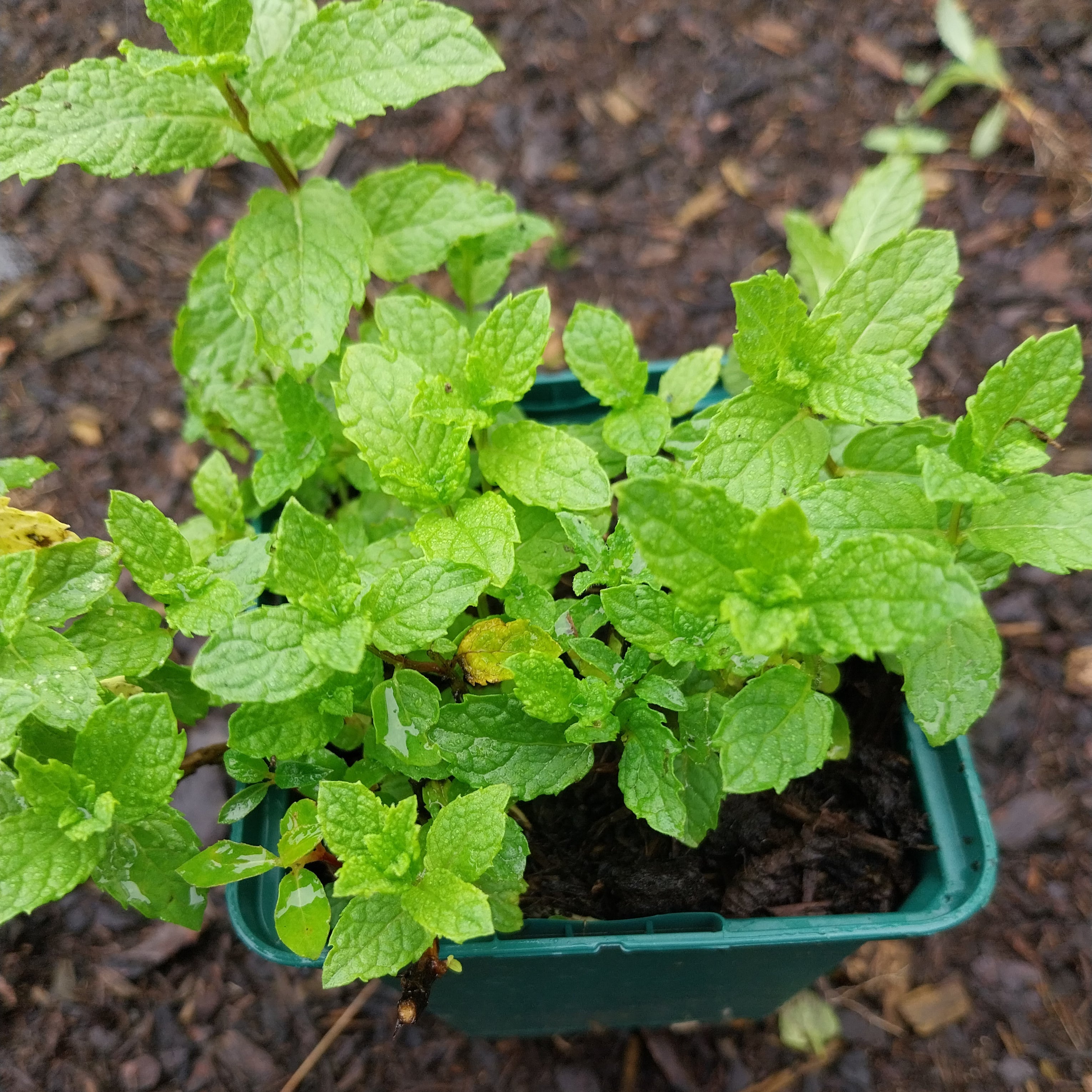 Mentha spicata Grüne Minze
