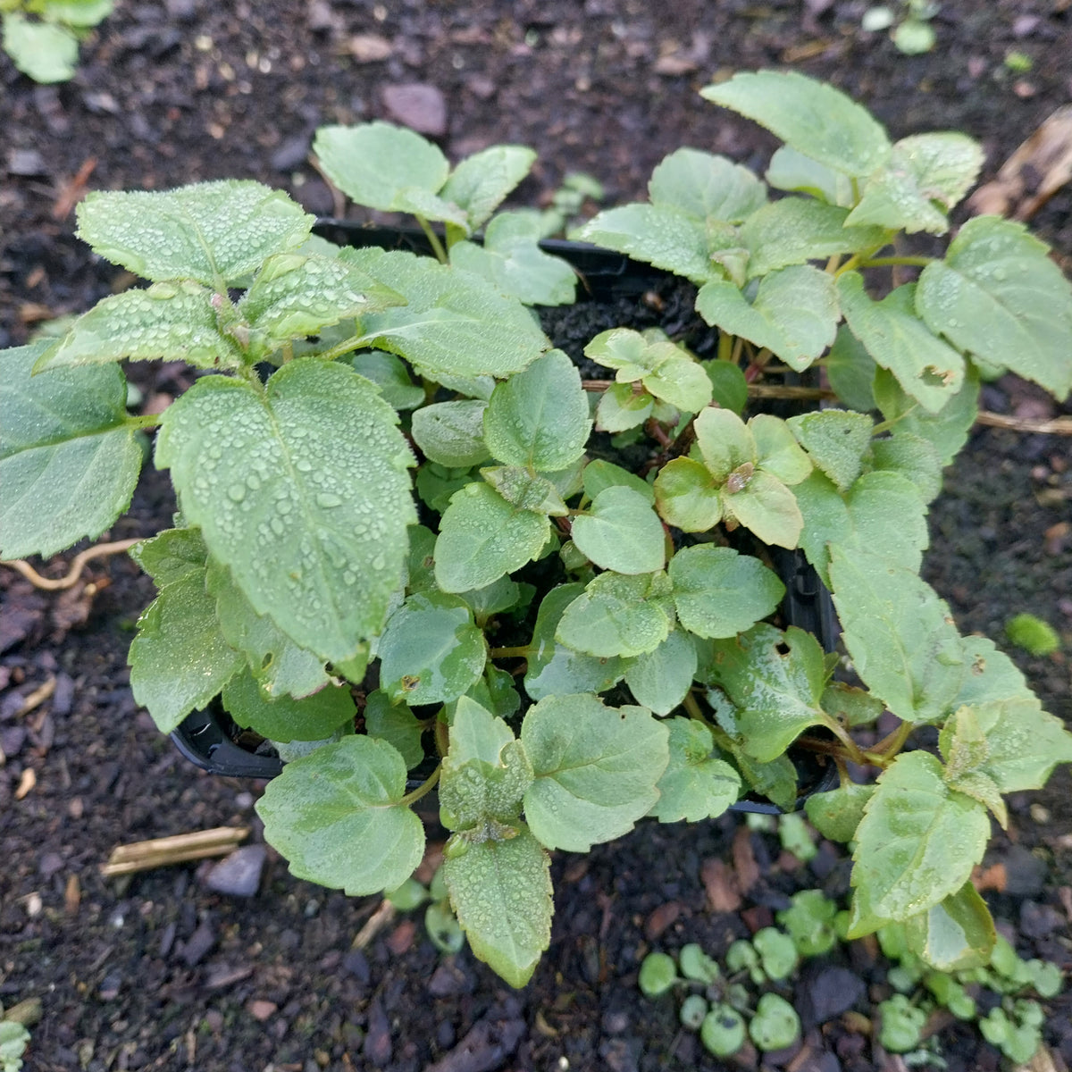 Monarda didyma Scharlach-Indianernessel