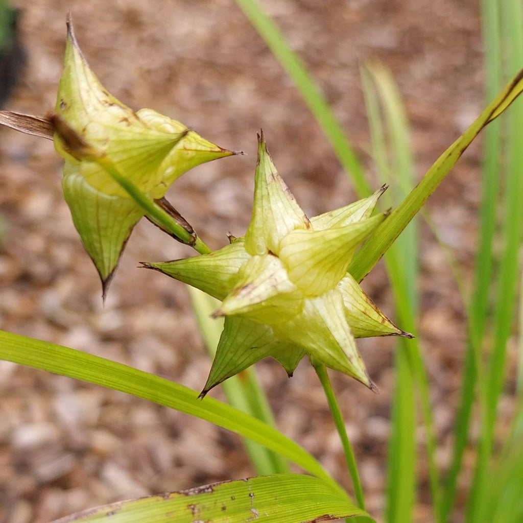 Morgenstern-Segge Carex grayi
