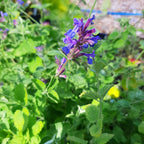 Nepeta racemosa ‘Grog’ – Traubige Garten-Katzenminze Blüte
