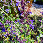Nepeta × faassenii ‘Walker’s Low’ – Traubige Garten-Katzenminze