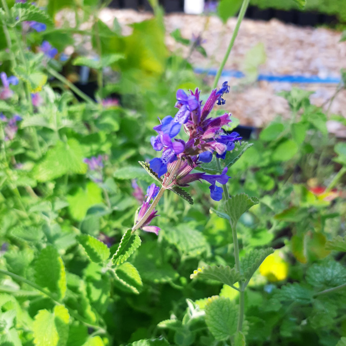 Nepeta racemosa – Traubige Katzenminze