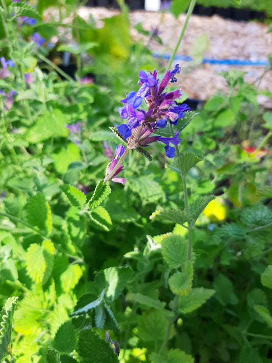 Nepeta racemosa 'Grog' Traubige Katzenminze