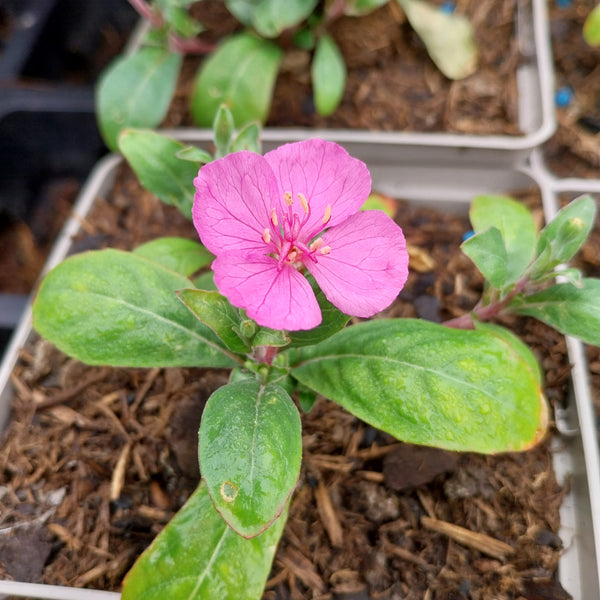 Oenothera kunthiana Nachtkerze