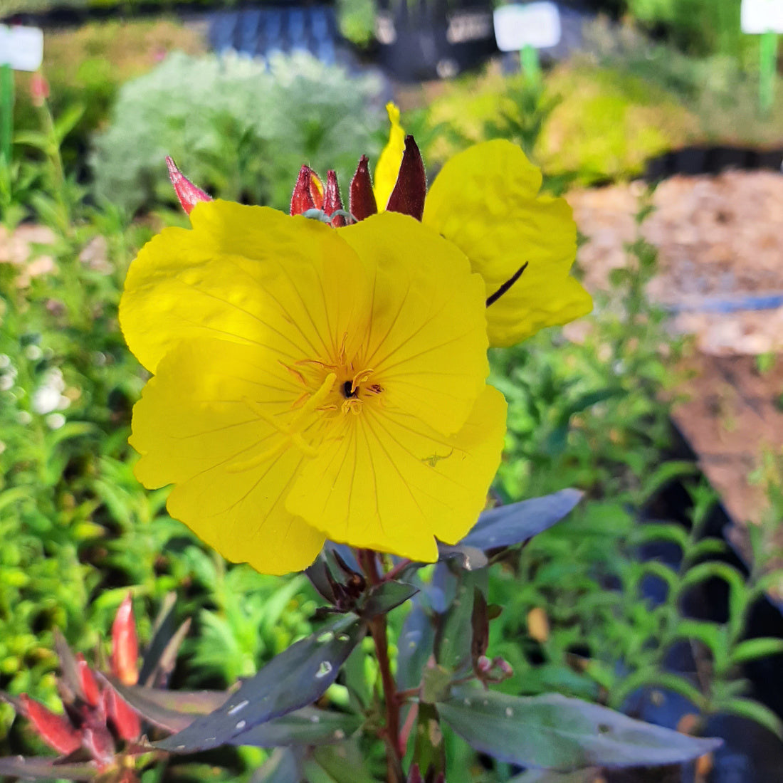 Oenothera tetragona ‘Sonnenwende’