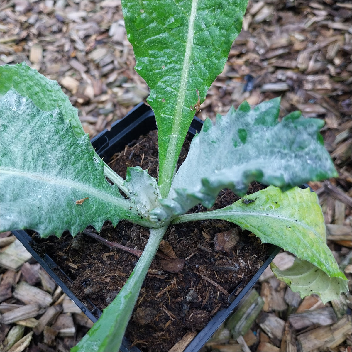 Onopordum acanthium Gewöhnliche Eselsdistel