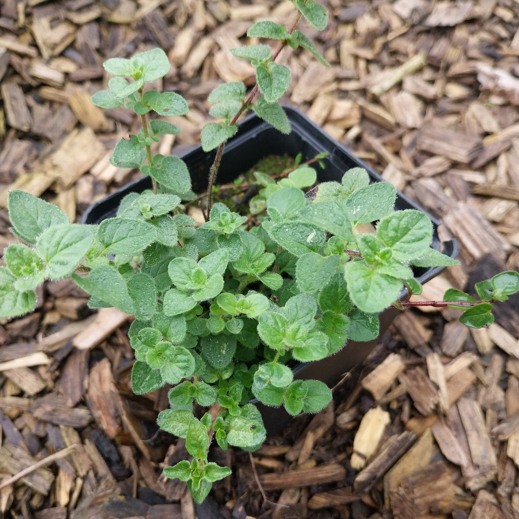Origanum vulgare Wilder Majoran