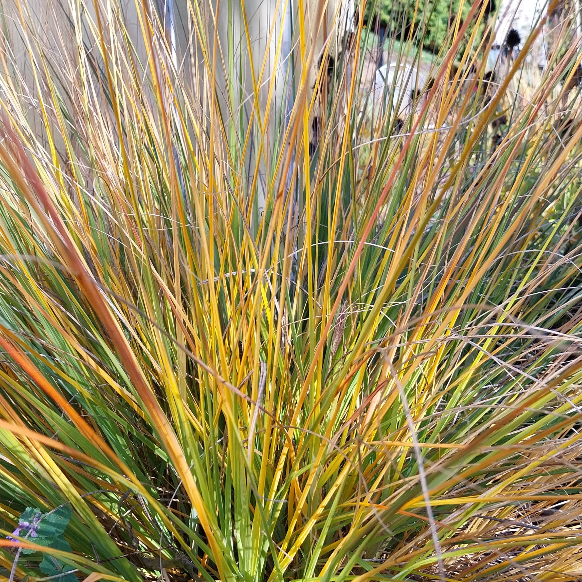 Pennisetum alopecuroides-Federborstengras