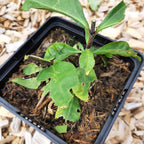 Phlox paniculata 'Blue Paradise'