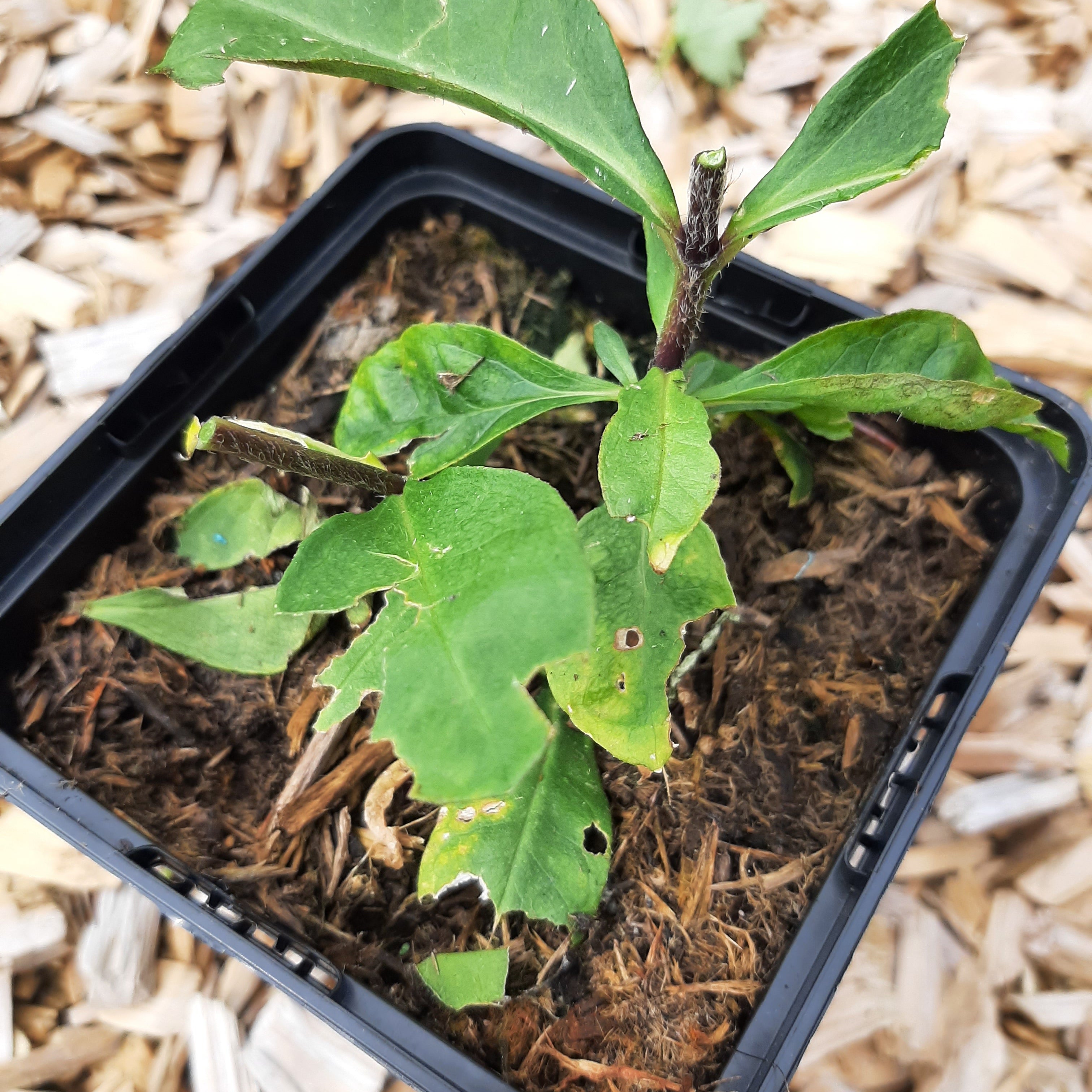 Phlox paniculata 'Blue Paradise'
