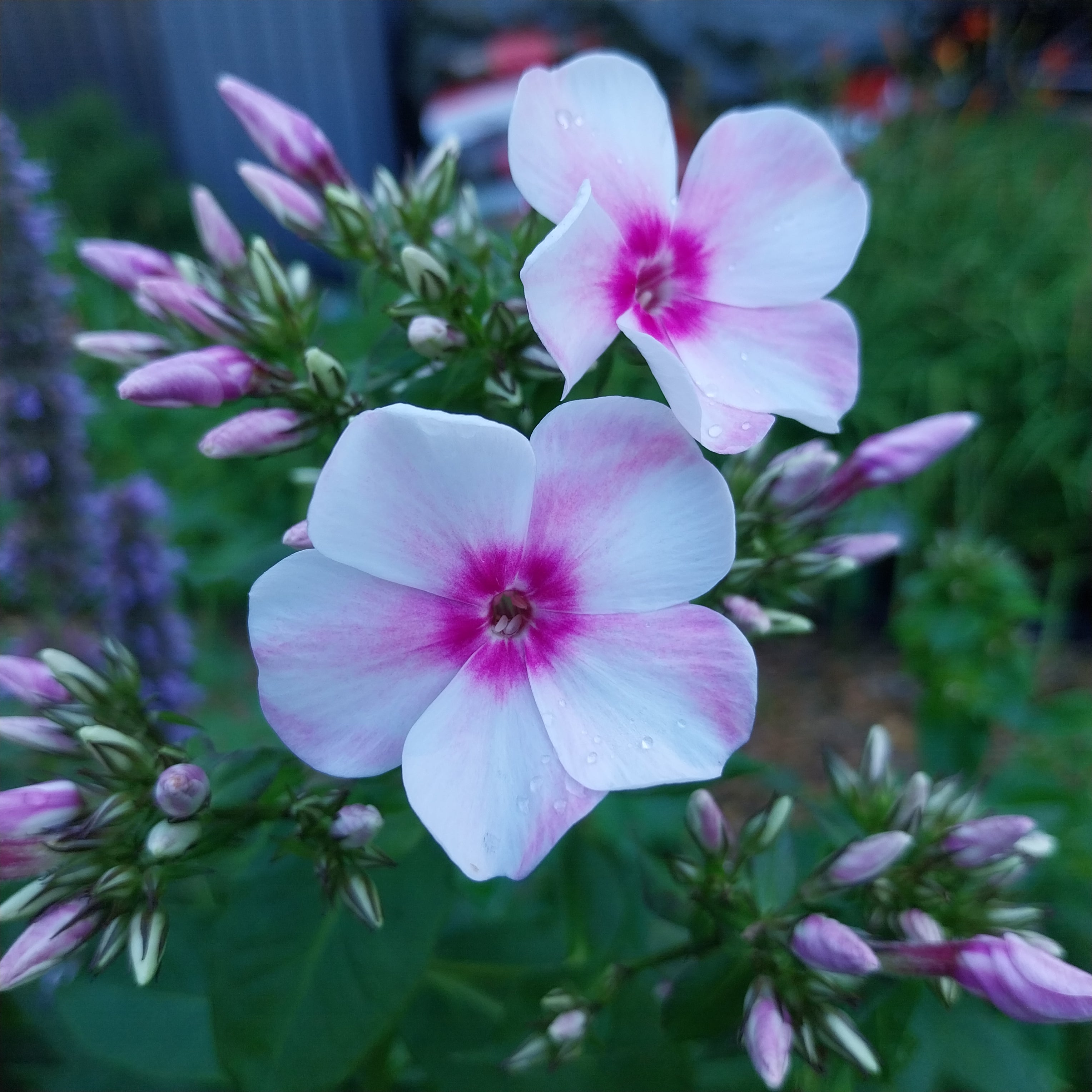 Phlox paniculata 'Kirmesländler'