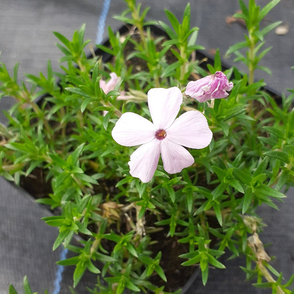 Phlox douglasii ‘Lilac Cloud’ im Topf