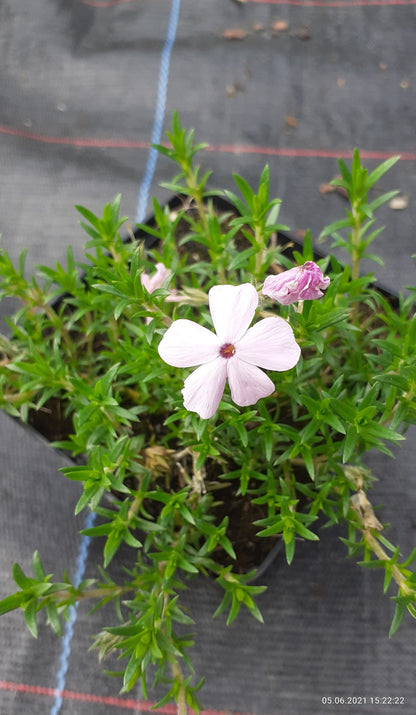 Phlox douglasii 'Lilac Cloud' Teppich-Flammenblume