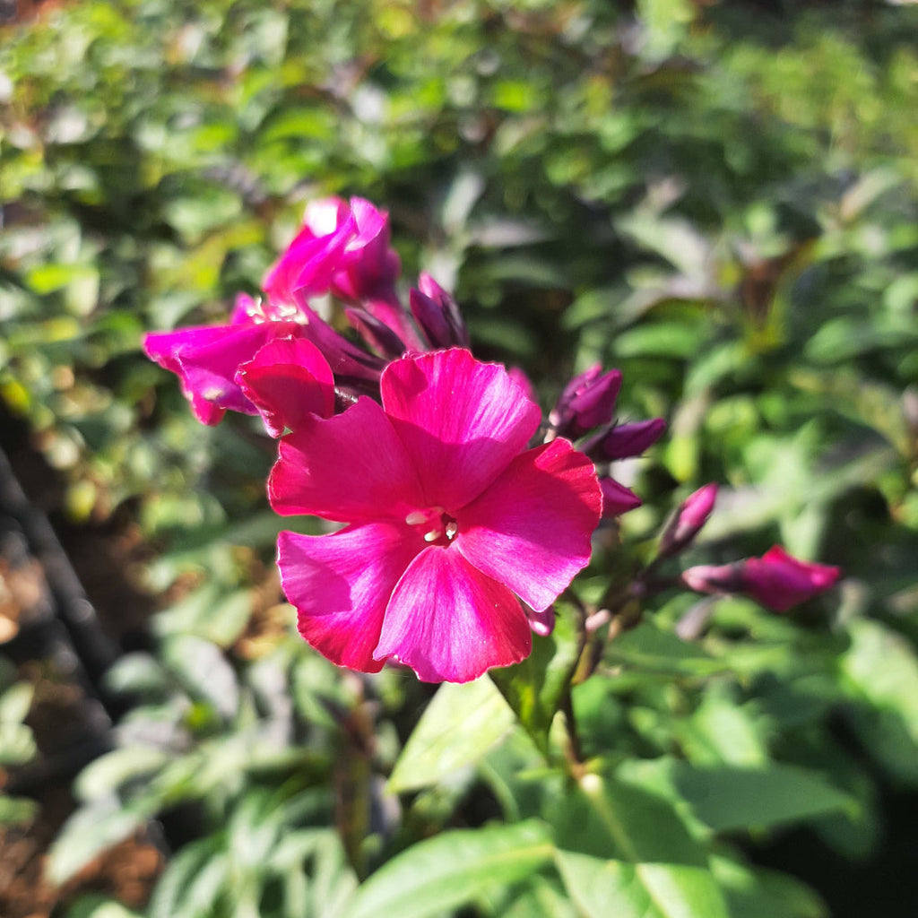 Phlox paniculata 'Kirchenfürst'