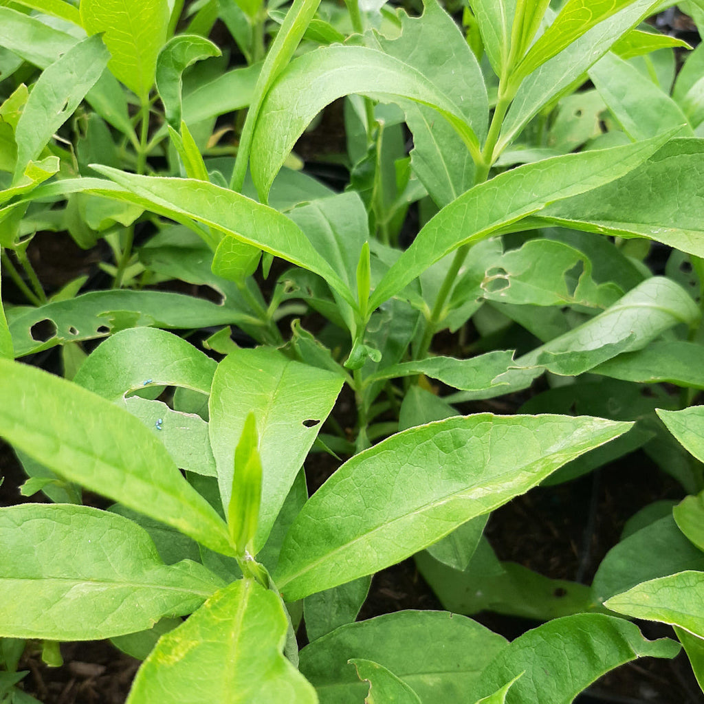 Phlox paniculata 'White Admiral'